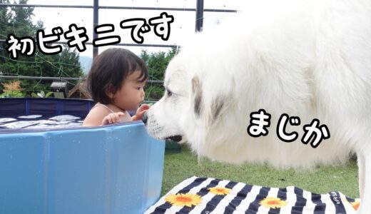 【きゅん】妹が初めてビキニを着ているのをみた超大型犬は大興奮でしたw｜グレートピレニーズ