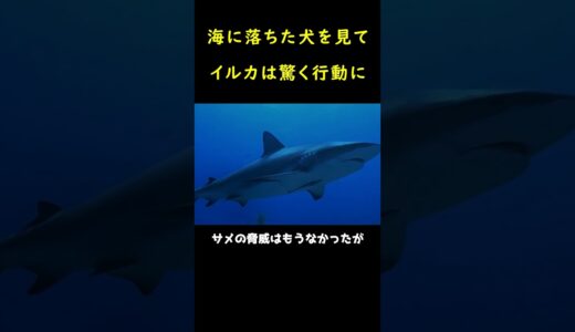 イルカは誤って海に落ちた犬を助けた後、信じられないことが起こった！