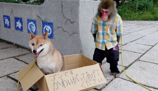 動物園内に捨て犬が…見つけたお猿さんの行動が優しすぎて泣けました