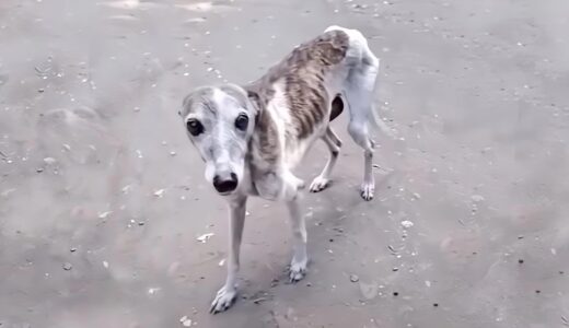 野山に捨てられた一匹の野良犬。ガリガリにやせ細った犬を見て、夫妻は心温まる行動に出た【感动】