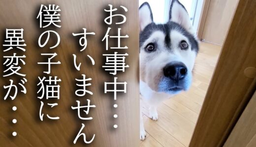 子猫の異変に気づき秒で知らせにきた犬について行くと...