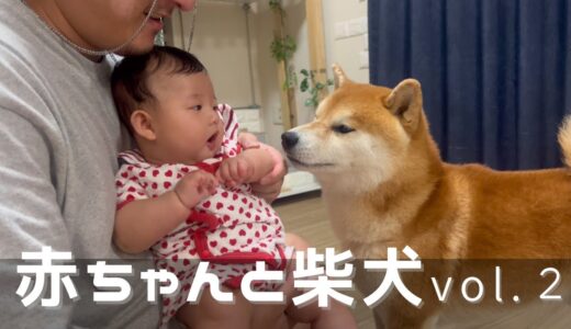 生後4ヶ月の赤ちゃんと柴犬達との生活で反省した事