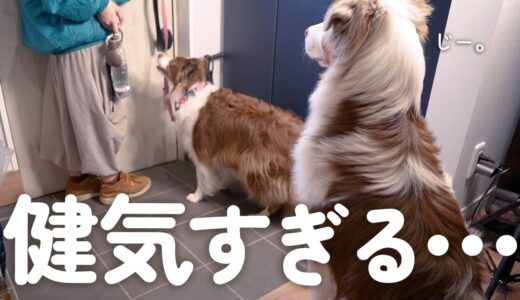 姉犬と弟犬がはじめて別々にお散歩行ったら健気すぎて尊かった…🥺