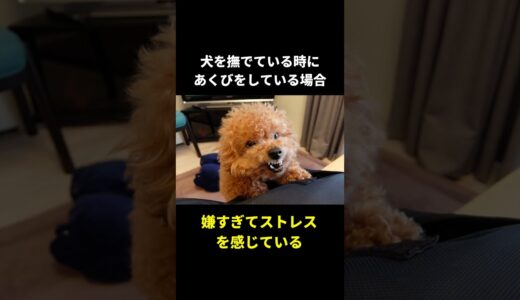 犬の秘密🤫暴露します🔥パート5