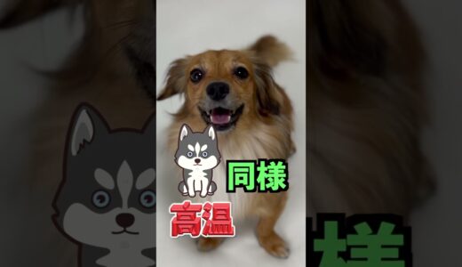 日本では飼いにくい犬TOP4 #shorts