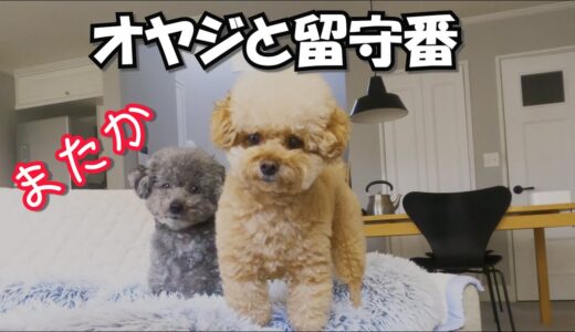 【ママ料理教室へ】留守番するパパと犬の様子がこちらｗ