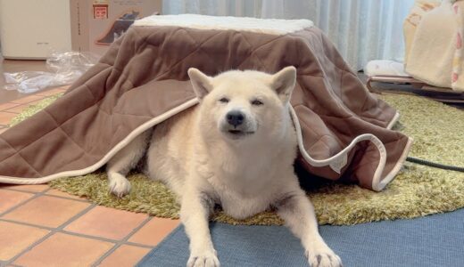 散歩終わりの柴犬に犬用こたつプレゼントしたら快適すぎて一生出てこなくなりました。