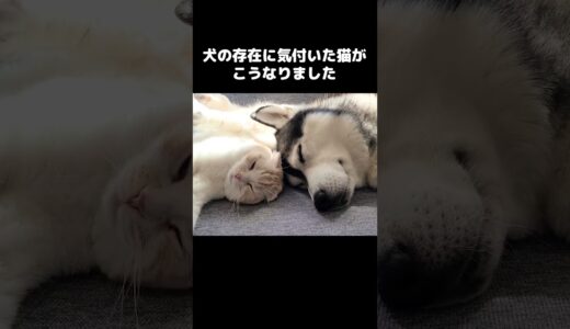 犬の存在に気付いた猫の行動がかわいい...#shorts