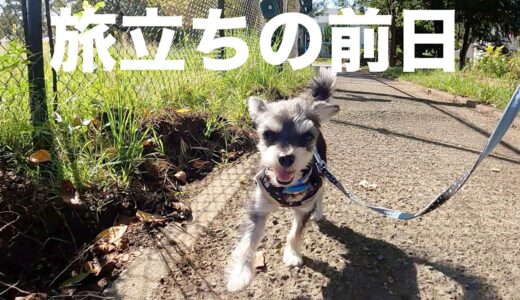 トライアル前日の保護犬あめ。みんなとご挨拶。