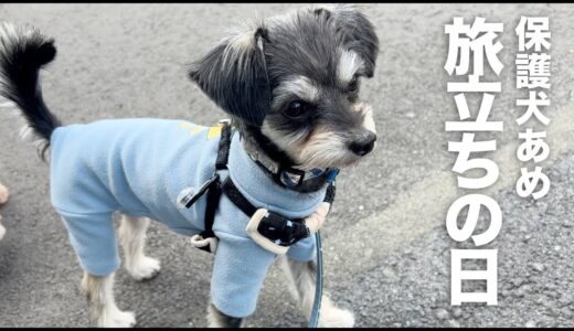 保護犬あめ、晴れの日の旅立ち！ありがとう＆行ってらっしゃい✨