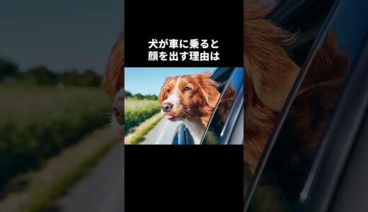 犬の秘密🤫暴露します🔥パート9