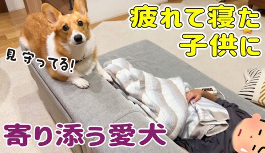 子供を連れて、そろそろ危ない実家犬に会いに行きました【リンパ腫】