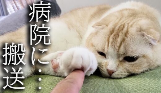 【緊急】猫が肉球を怪我して病院に搬送されました。