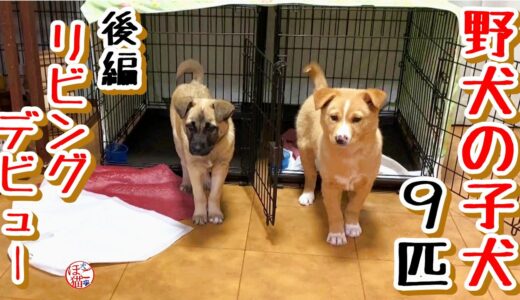 【子犬　野犬９匹　保護犬】リビングデビュー！　後編