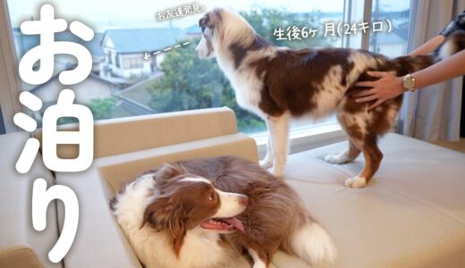 はじめてのお泊りでも赤ちゃん全開な24キロの大きい子犬と旅行先でも面倒見が良すぎるお姉ちゃん犬♡