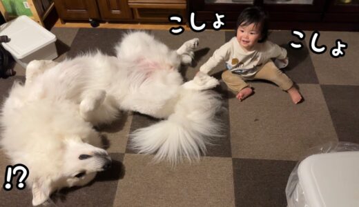 【悶絶】妹に足の裏をくすぐられててぐでんぐでんになってる超大型犬w｜グレートピレニーズ