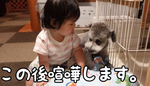 【初喧嘩！】ついに赤ちゃん・小型犬・超大型犬の戦いが始っちゃいました｜グレートピレニーズ