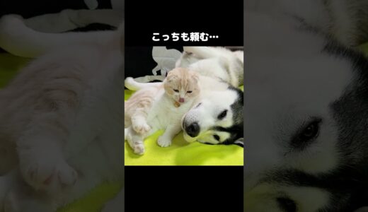 こっちも頼むの犬と猫...#shorts