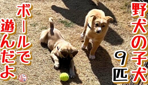 【子犬　野犬９匹　保護犬】ボール遊びしたよ