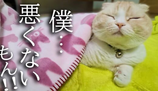 寒くてひざ掛けを買ったら秒で猫と犬に取られてこうなりました