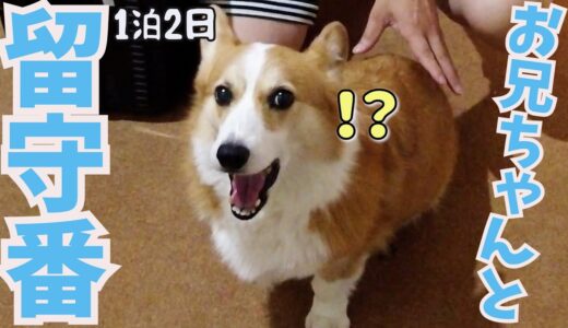 帰ってこない父・母・姉 ！長男と犬猫だけでお留守番の日