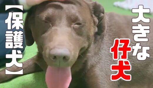 【保護犬・猫】一日中追いかけっこのような日々がスタートしました「vol 363」