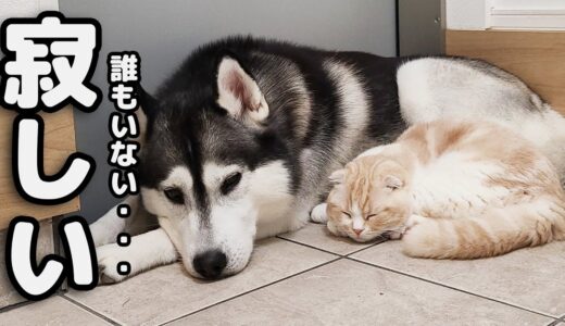 ごみ捨てから戻ると猫と犬が寂しくて玄関でこうなってました...