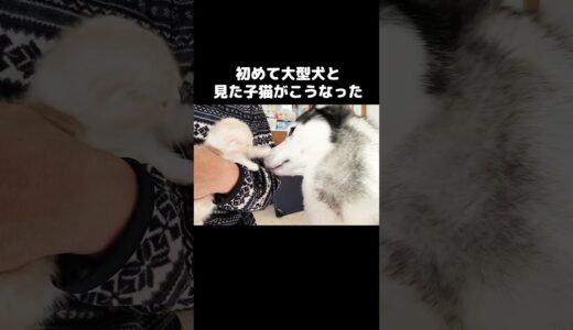 初めて大型犬を見た子猫がこうなっちゃいました#shorts