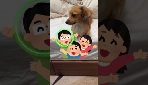 犬が家族の中で『1番嫌い』な人にしか見せない行動4選 #shorts