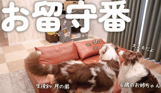 大きくなっても寂しくて泣いちゃう弟犬に先住犬がとった行動が優しすぎて泣ける・・・【お留守番隠し撮り】