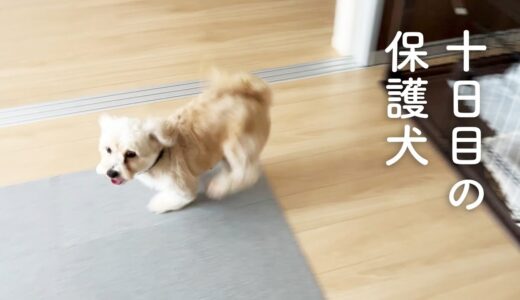 家の中を走り回る、10日目の保護犬