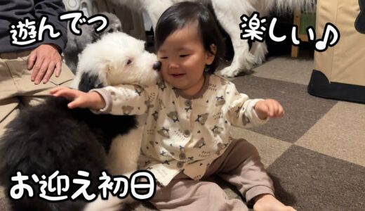 【お迎え初日】大暴れの子犬に圧倒される超大型犬と嬉しさが滲み出てる妹｜グレートピレニーズ