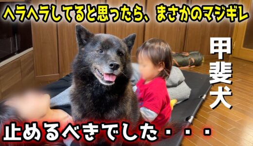 止めるべきでした・・・甲斐犬一休が娘に久々のマジギレ