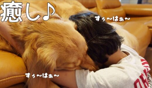 【大型犬1歳のいる生活#22】お互い吸い合って癒し癒される秋の遠足の1日