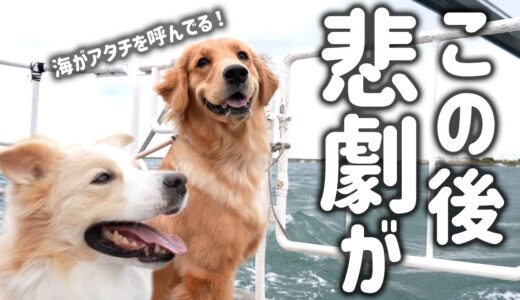 【爆笑神回】犬と初めてクルージングしたらまさかのハプニングが連発しました…笑