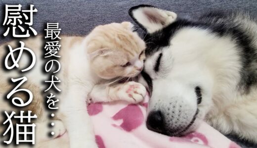 落ち込んだ犬を猫が慰めるとこうなります…