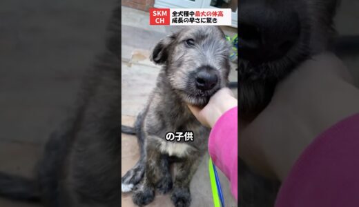 全犬種で一番大きいと言われる犬の成長