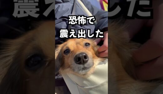 病院に行くと思ってる犬を公園に連れて行ったら動かなくなった！ #shorts