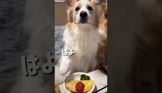 炊飯器だけで犬用オムライスを作ったら大興奮でした!!【#炊飯器レシピ 】#ボーダーコリー #ゴールデンレトリバー