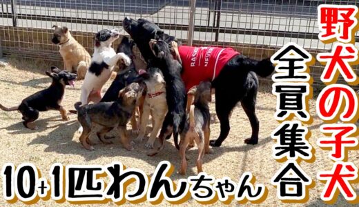 【子犬　野犬　保護犬 10匹】10+1わんちゃん　全員集合！