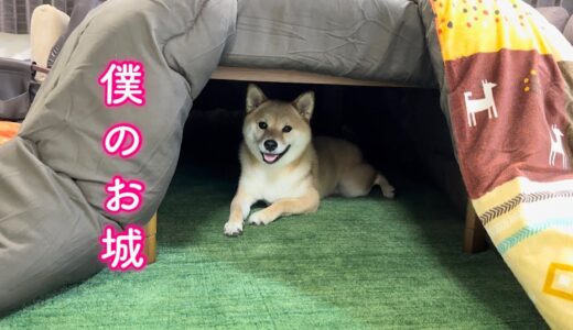 大好きなこたつをサプライズで出したら大喜びしてくれた柴犬が可愛い