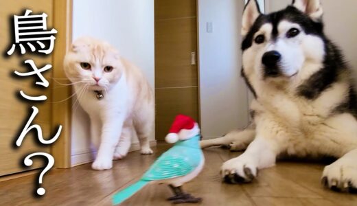 鳥が大好きな猫と犬に鳥を連れてきたらこうなっちゃいました...