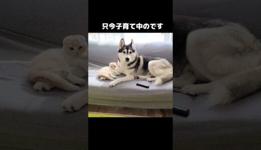 子育て中ですの犬と子猫...#shorts