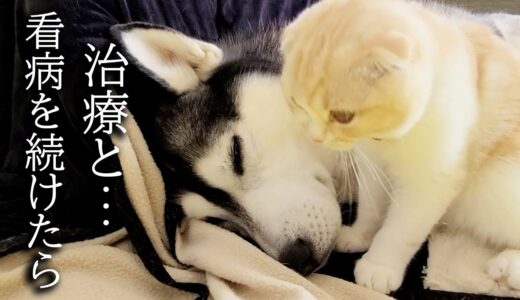 猫が毎日ハゲた犬の治療と看病を続けた結果