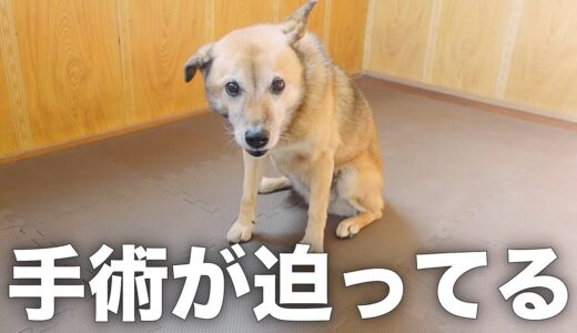 雑種犬コロちゃんの手術まであと1ヶ月を切りました。