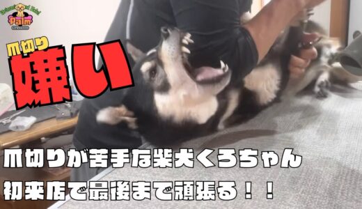 噛み犬トリミング！爪切り大嫌いな柴犬が初来店！