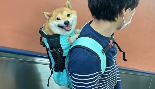 突然の雷雲に震え上がり動けなくなってしまった豆柴