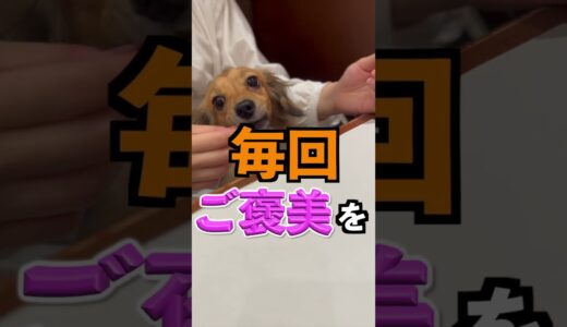 犬にまつわる間違った常識4選 #shorts