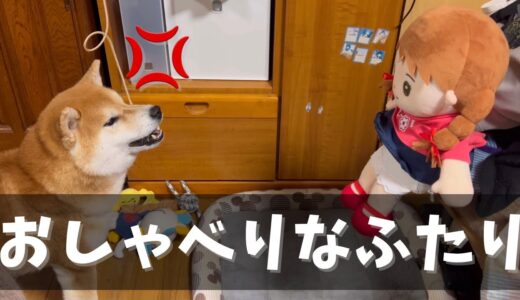 喋る柴犬に介護用の喋る人形を与えてみたらブチギレて会話を始めた