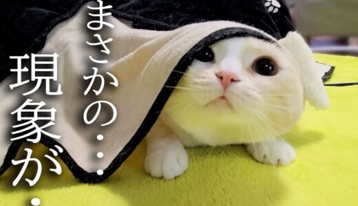 こたつを出したら寒がりな猫と犬が秒でこうなりました..